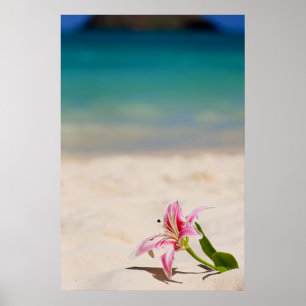 Beach Lily - 24 x 36-grafik Poster