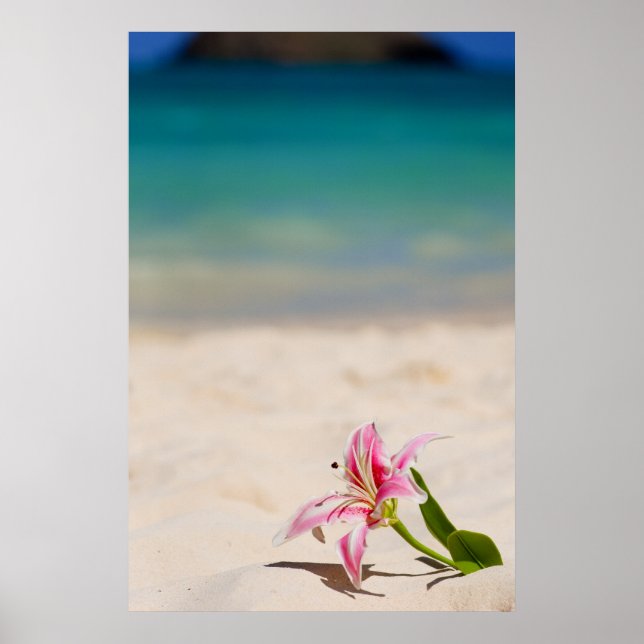 Beach Lily - 24 x 36-grafik Poster (Framsidan)