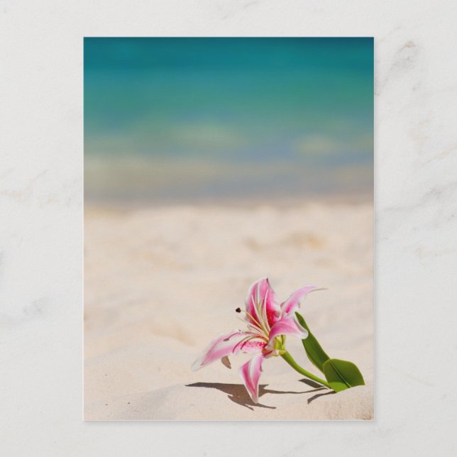Beach Lily Vykort (Framsida)