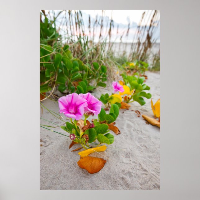 Beach Morgon Glory (Ipomoea Stolonifera) Poster (Framsidan)