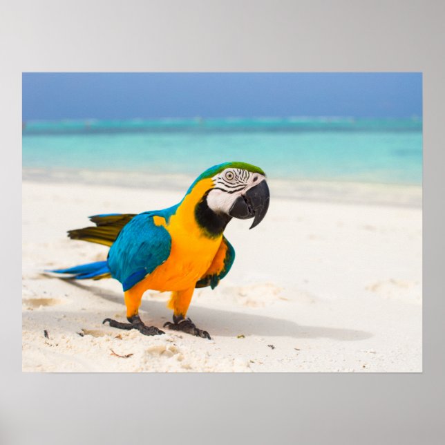 Beach Parrot Poster (Framsidan)