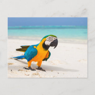 Beach Parrot Vykort