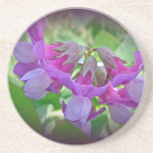 Beach Pea - Lathyrus japonicus - Wildblomma Underlägg