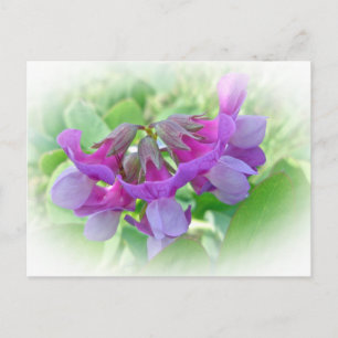 Beach Pea - Lathyrus japonicus - Wildblomma Vykort