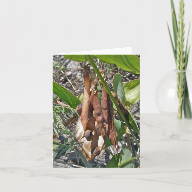 Beach Pea Sea Pods Note Card Kort (Framsida)