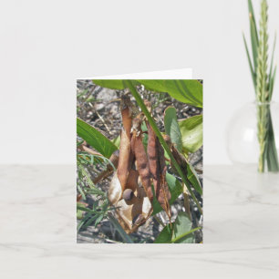 Beach Pea Sea Pods Note Card Kort