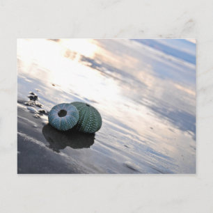 Beach Photo Vykort