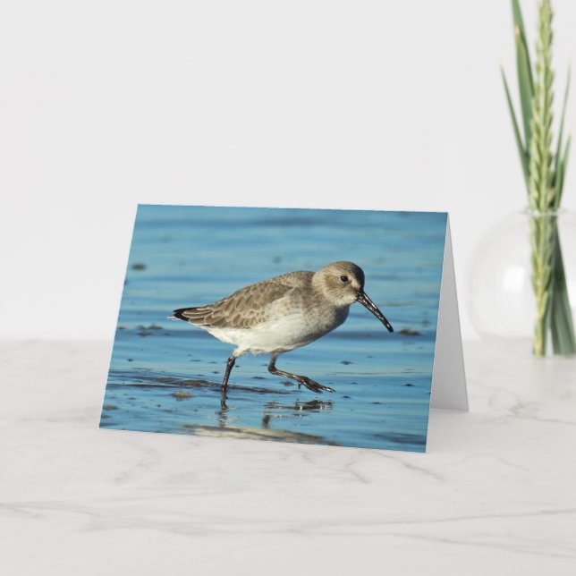 Beach Scene - Dunlin Tack Kort (Framsida)