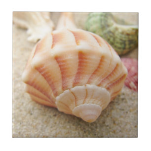 Beach Seashell Photo Kakelplatta