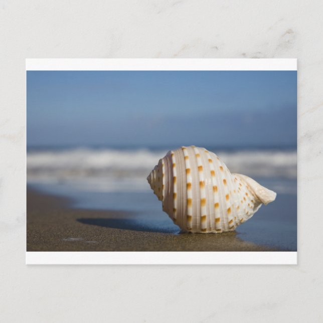 Beach Seashell Vykort (Framsida)