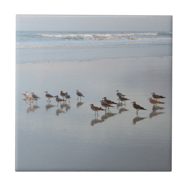 Beach Shore Birds Nature Photo Scenia Coastal Kakelplatta (Framsidan)