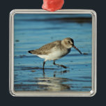 Beach Shorebird Scene - Dunlin Julgransprydnad Metall<br><div class="desc">Den här strandfågelns prydnadsämne har ett dylin-foto. Den lilla dynlin är en av de mest välkända Atlantkusterna. Dunliner finns längs kuststränder och stränder,  ofta med sandlådor,  viljor,  plöjor och andra sandpiper. Dunlins är njutbart av förlossare,  strandforskare,  solbadare och andra.</div>