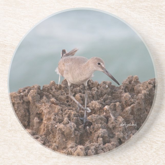 Beach Shorebird Willet med Teal Ocean Background Underlägg (Framsidan)