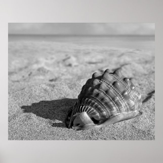 Beach-Snäcka Poster (Framsidan)