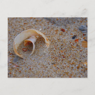 Beach-Snäcka Vykort