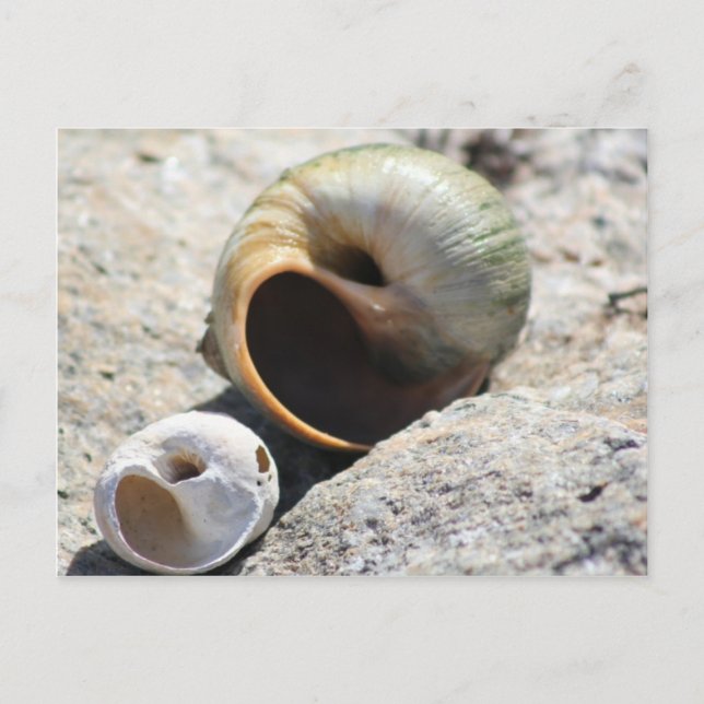 Beach Snäckors vykort (Framsida)