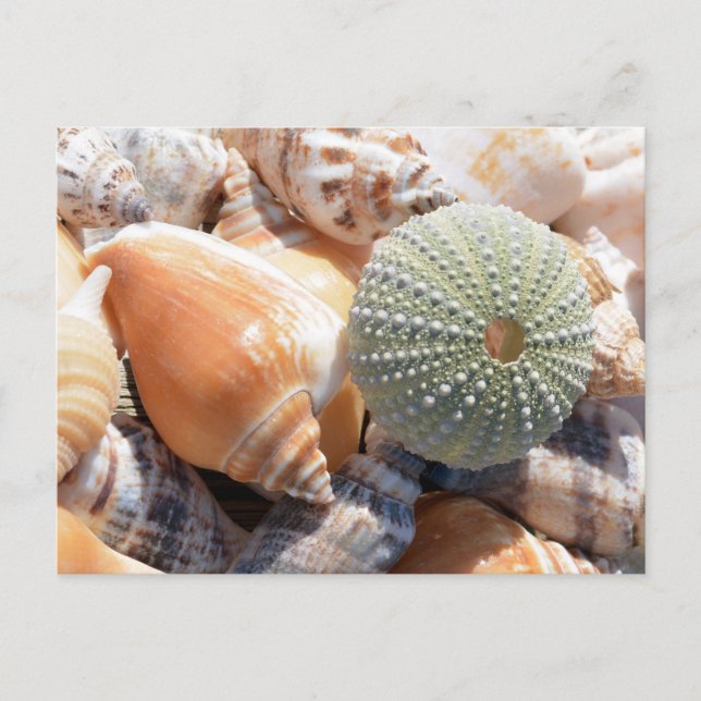 Beach Souvenirs Vykort (Framsida)