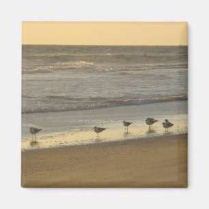 Beach Terns Birds Sunrise Ocean Photography Magnet
