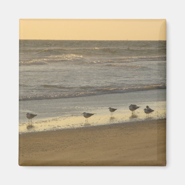 Beach Terns Birds Sunrise Ocean Photography Magnet (Framsidan)