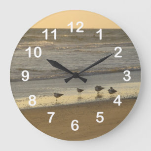 Beach Terns Fiskmåsar Birds Ocean Number Stor Klocka