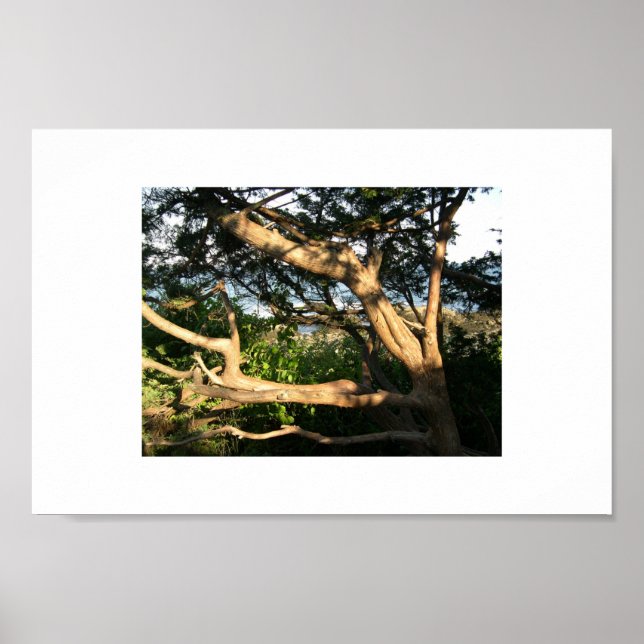 Beach Träd, Ogunexit, Maine Poster (Framsidan)