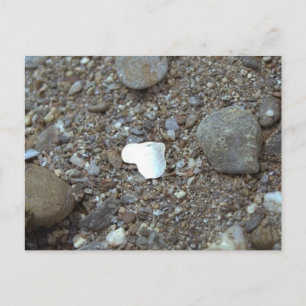 Beach Wedding Seashell Heart Vykort