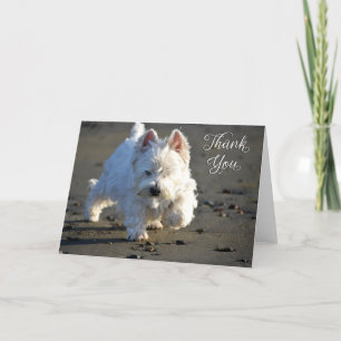 Beach Westie Photo - tackkort