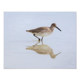 Beach Willet Fototryck