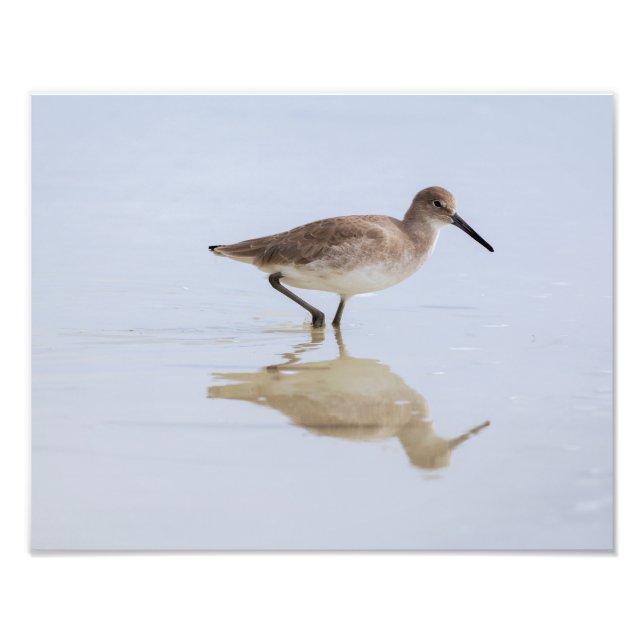 Beach Willet Fototryck (Framsidan)