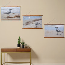 Beachcombi Fiskmås Photographic Coastal