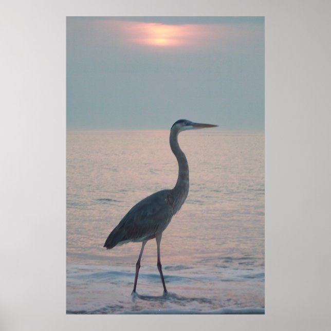 Beachcombing Heron Poster (Framsidan)