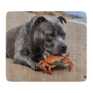 "Beachside Pals: A Staffy and its Crab Assion"