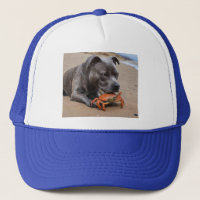 "Beachside Pals: A Staffy and its Crab Assion"