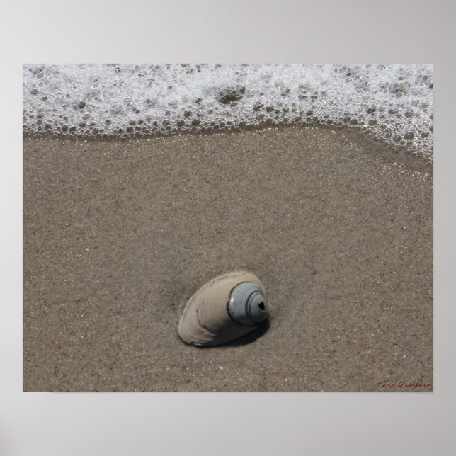 Beachy Clamshell Poster (Framsidan)