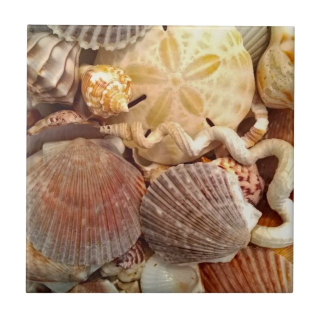 Beachy Seashells Sand Dollar Kakelplatta (Framsidan)