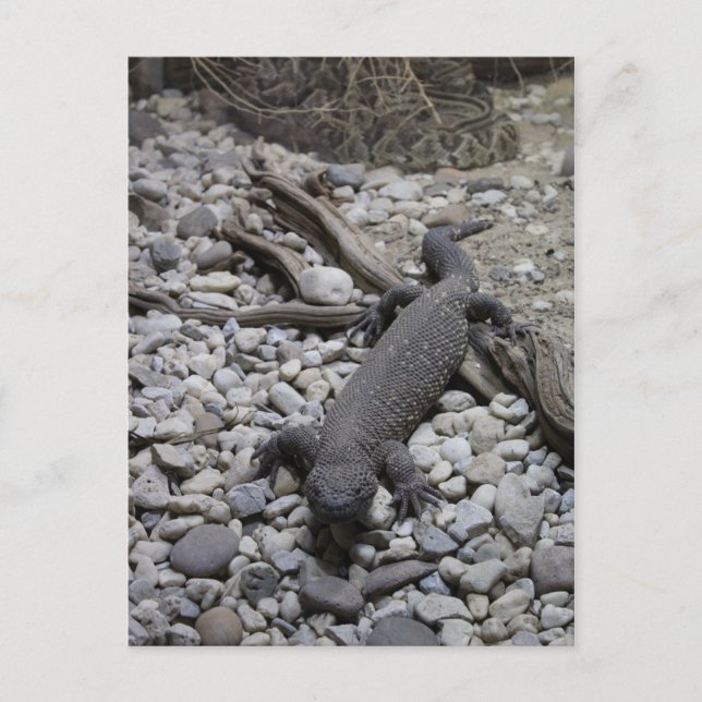 Beaded Lizard # 2 Vykort (Framsida)