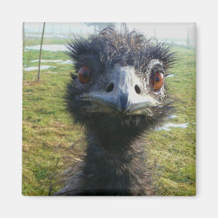 Beady ögon EMU Magnet