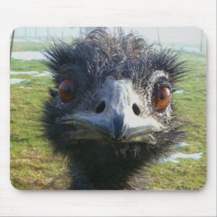Beady ögon EMU Musmatta