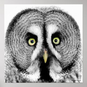 "Beady Ögon Uggla Poster