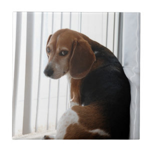 beagglad attityd kakelplatta