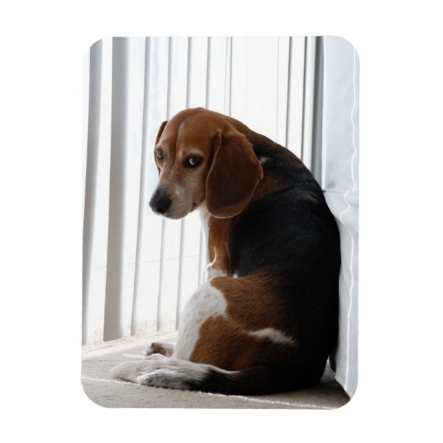 beagglad attityd magnet (Vertikal)