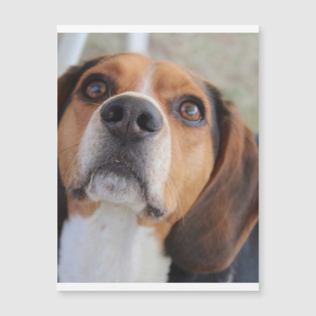 beagle 2.png (Framsida)