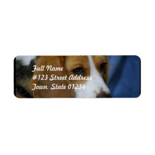 beagle-31.jpg returadress etikett