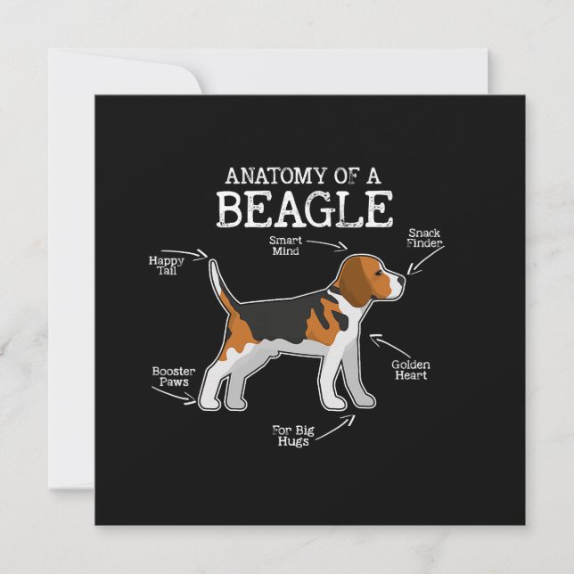Beagle Älskare/ anatomi av en beagle (Framsida)