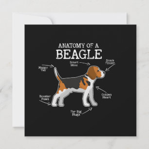 Beagle Älskare/ anatomi av en beagle