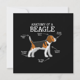 Beagle Älskare/ anatomi av en beagle