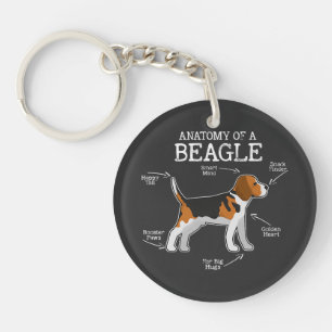 Beagle Älskare/ anatomi av en beagle