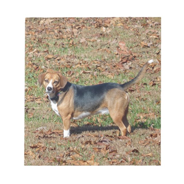 Beagle Anteckningsblock (Framsida)