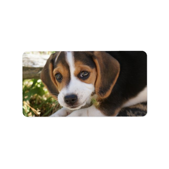 Beagle Baby Hund Adressetikett (Framsidan)