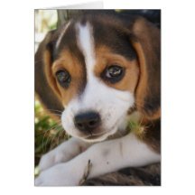 Beagle Baby Hund